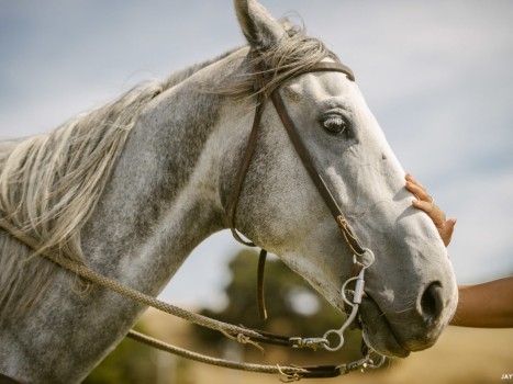 SF International Polo Classic at Cerro Pampa Polo Fields. Petaluma, CA