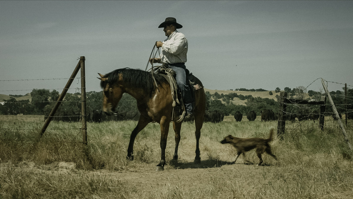Cattle ranching Winters, CA